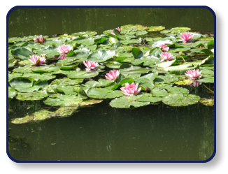 Waterlilies